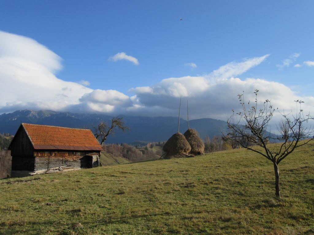 Gasthaus Casa Elena Bran  Exterior foto